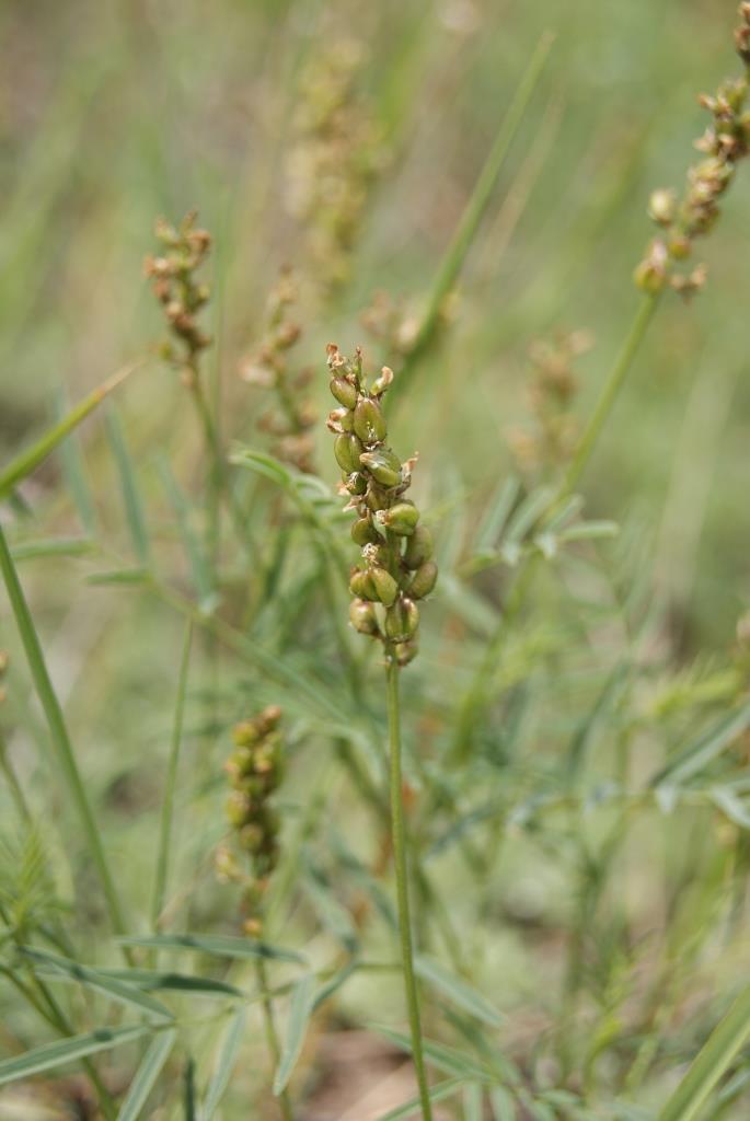 Изображение особи Astragalus rytidocarpus.