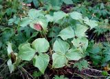 Trillium camschatcense