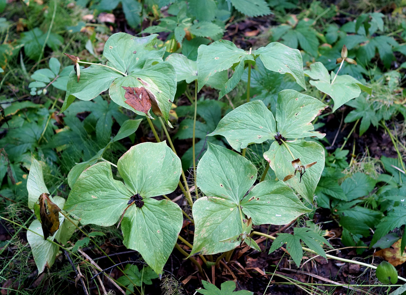 Image of Trillium camschatcense specimen.