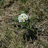 Ptilotrichum tenuifolium