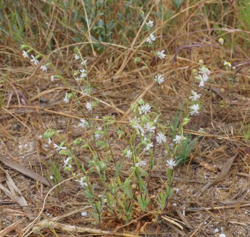 Image of Silene dichotoma specimen.