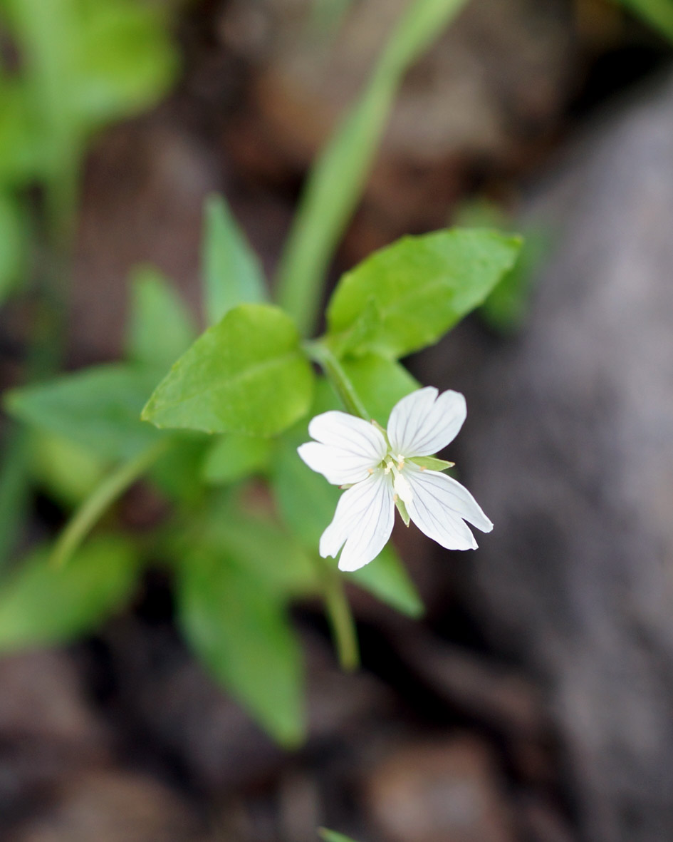 Изображение особи род Epilobium.