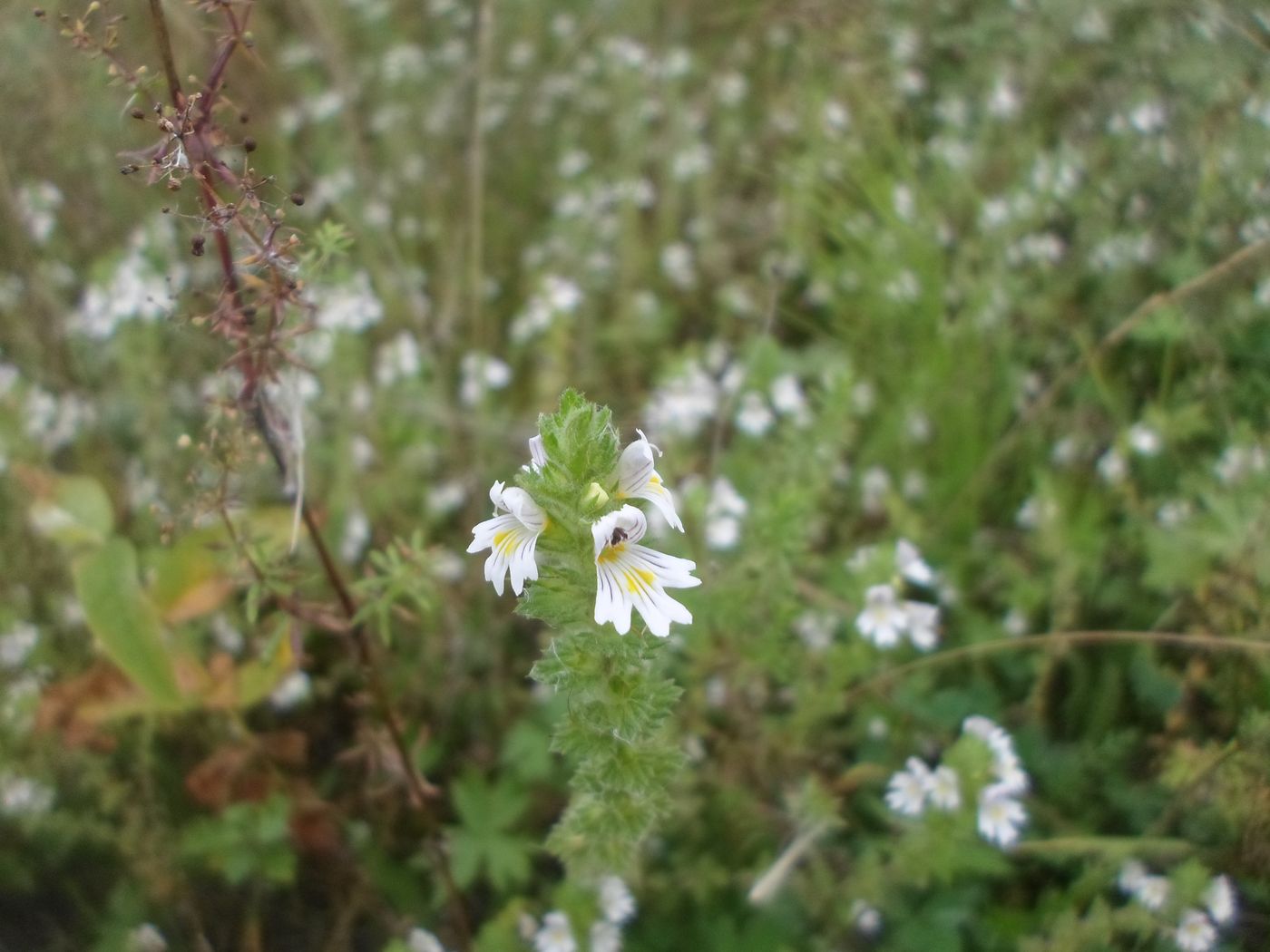 Изображение особи род Euphrasia.