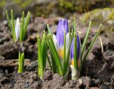 Crocus subspecies sublimis