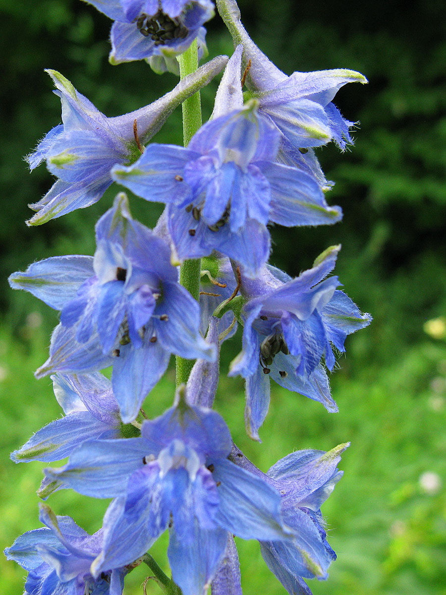 Image of Delphinium schmalhausenii specimen.