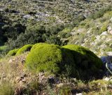 Euphorbia acanthothamnos