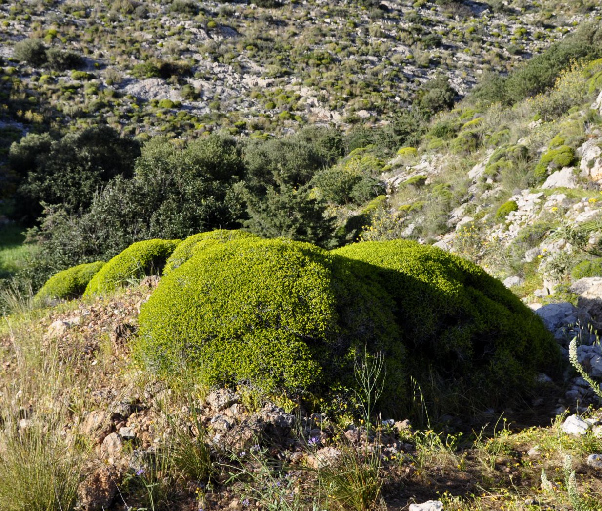 Image of Euphorbia acanthothamnos specimen.