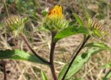 Inula hirta