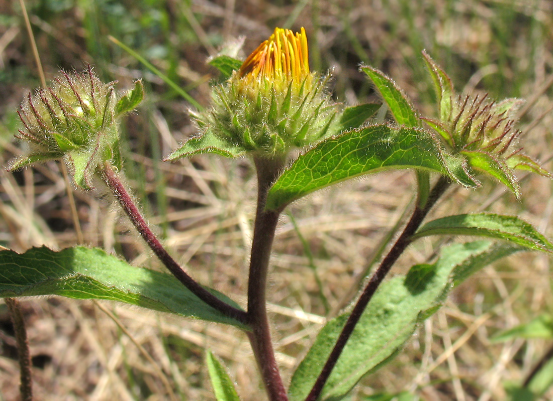Image of Inula hirta specimen.