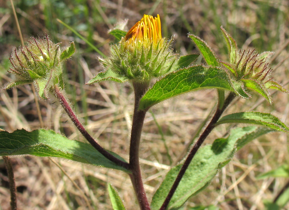 Изображение особи Inula hirta.