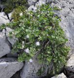 Capparis orientalis