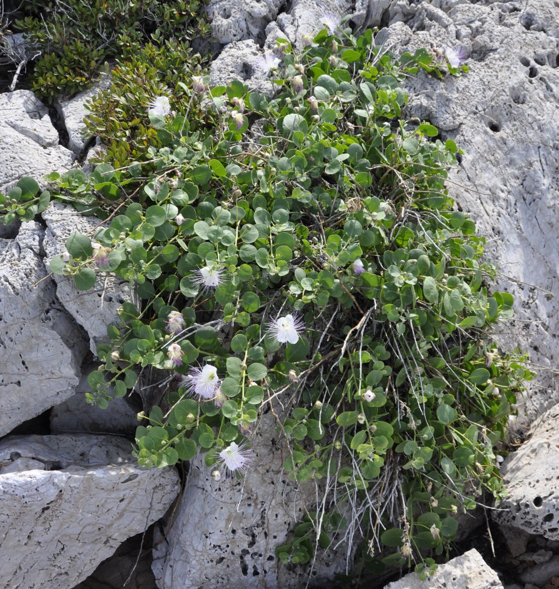 Image of Capparis orientalis specimen.