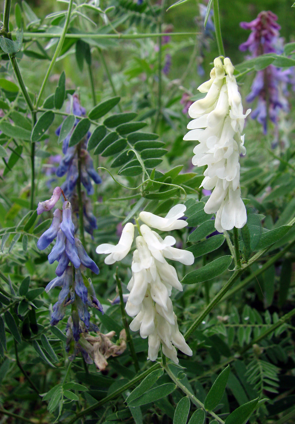 Image of Vicia cracca specimen.