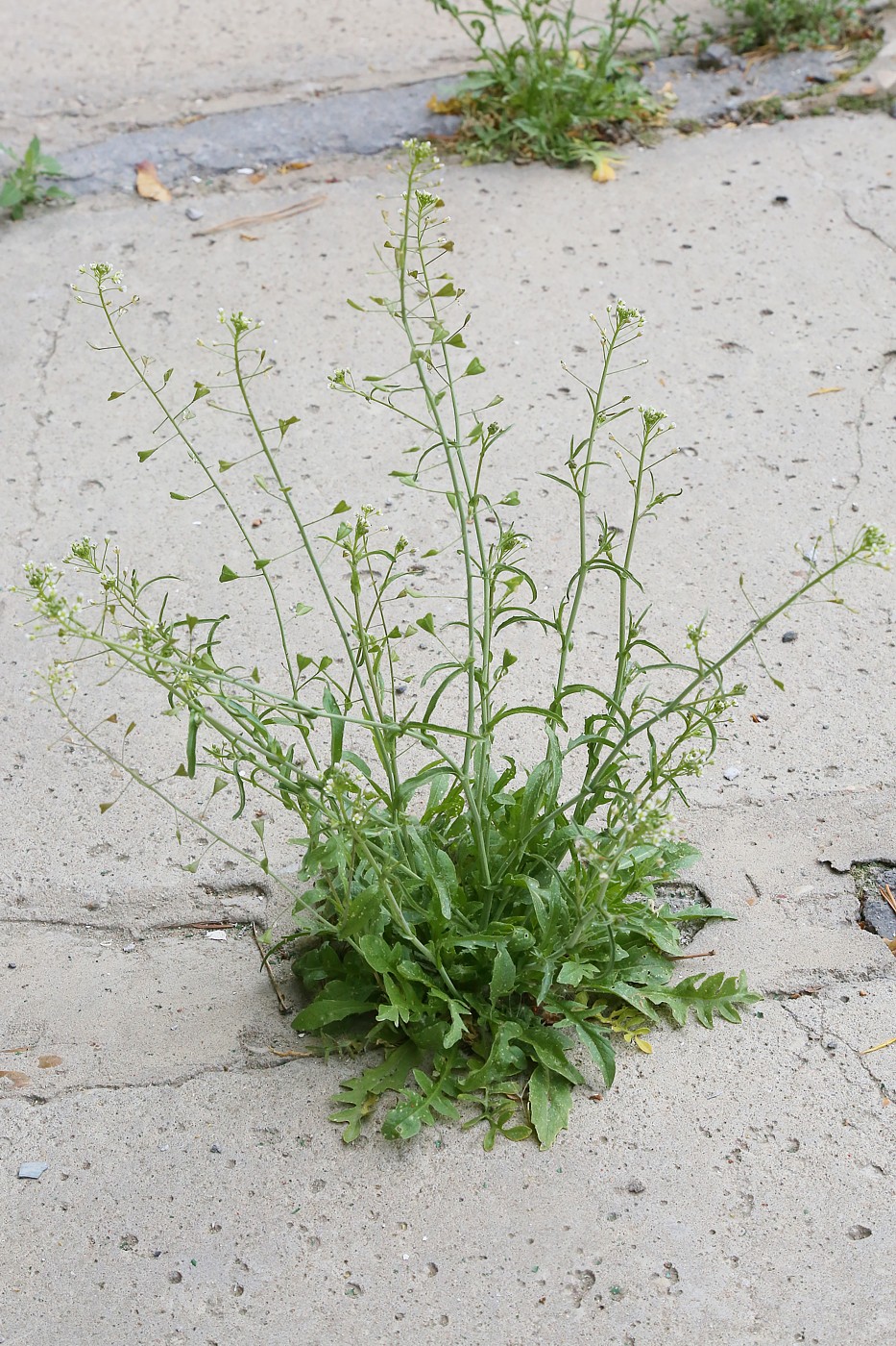 Image of Capsella bursa-pastoris specimen.