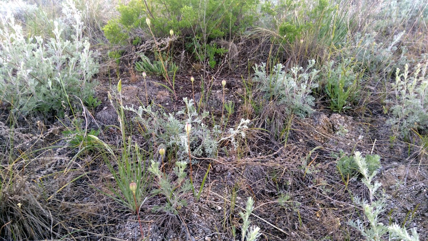 Image of Fritillaria meleagroides specimen.