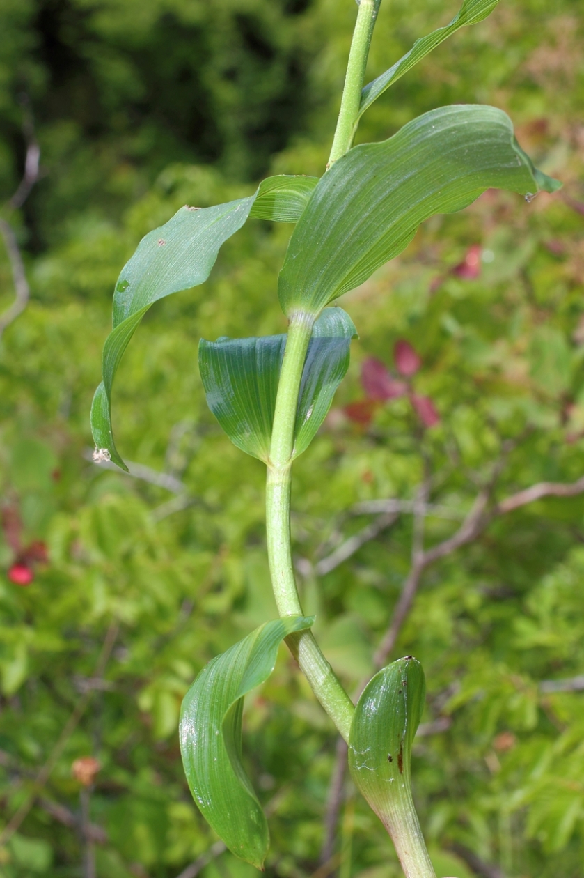 Image of Epipactis muelleri specimen.