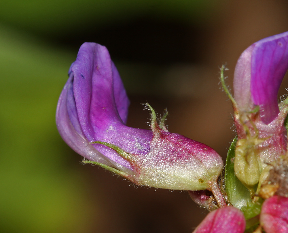 Image of Vicia ohwiana specimen.