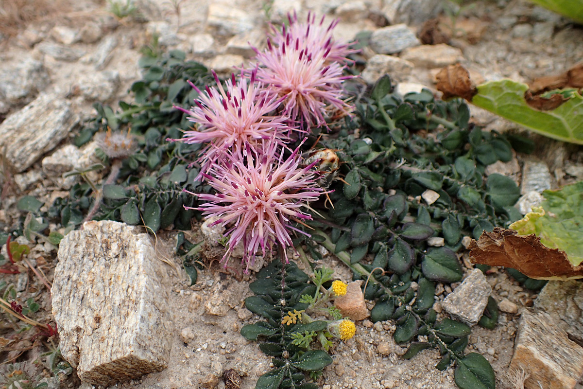 Изображение особи Centaurea raphanina ssp. mixta.