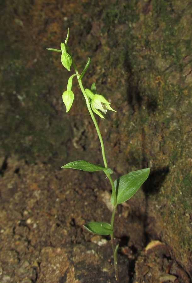 Изображение особи Epipactis persica.