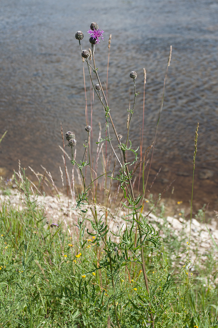 Image of Centaurea scabiosa specimen.