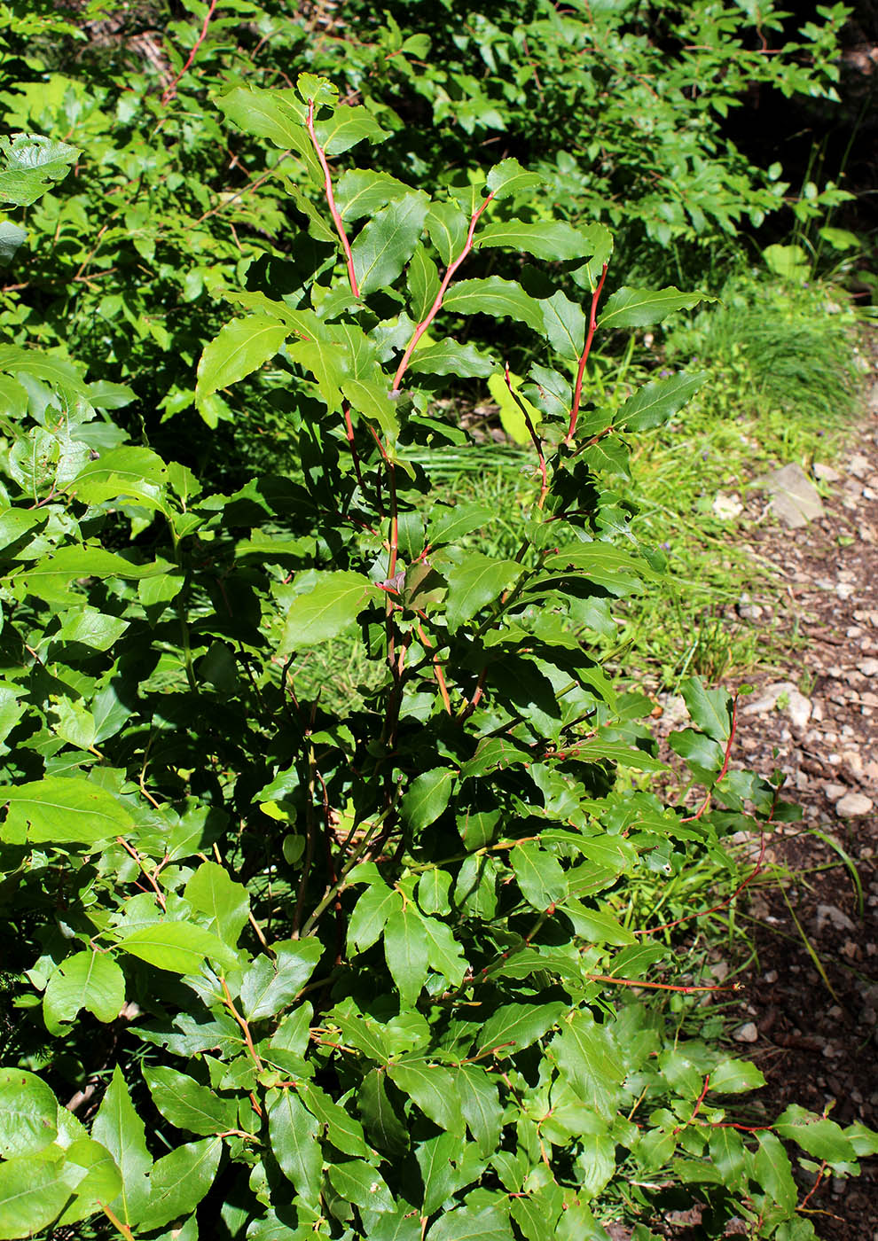 Image of Vaccinium arctostaphylos specimen.