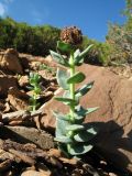 Rhodiola heterodonta. Плодоносящее растение. Кыргызстан, Зап. Тянь-Шань, Таласский Алатау, южн. сторона пер. Кара-Буура, ≈ 3150 м н.у.м., край осыпи на склоне южной экспозиции. 17 июля 2018 г.