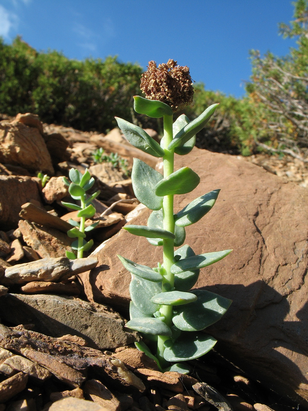 Изображение особи Rhodiola heterodonta.