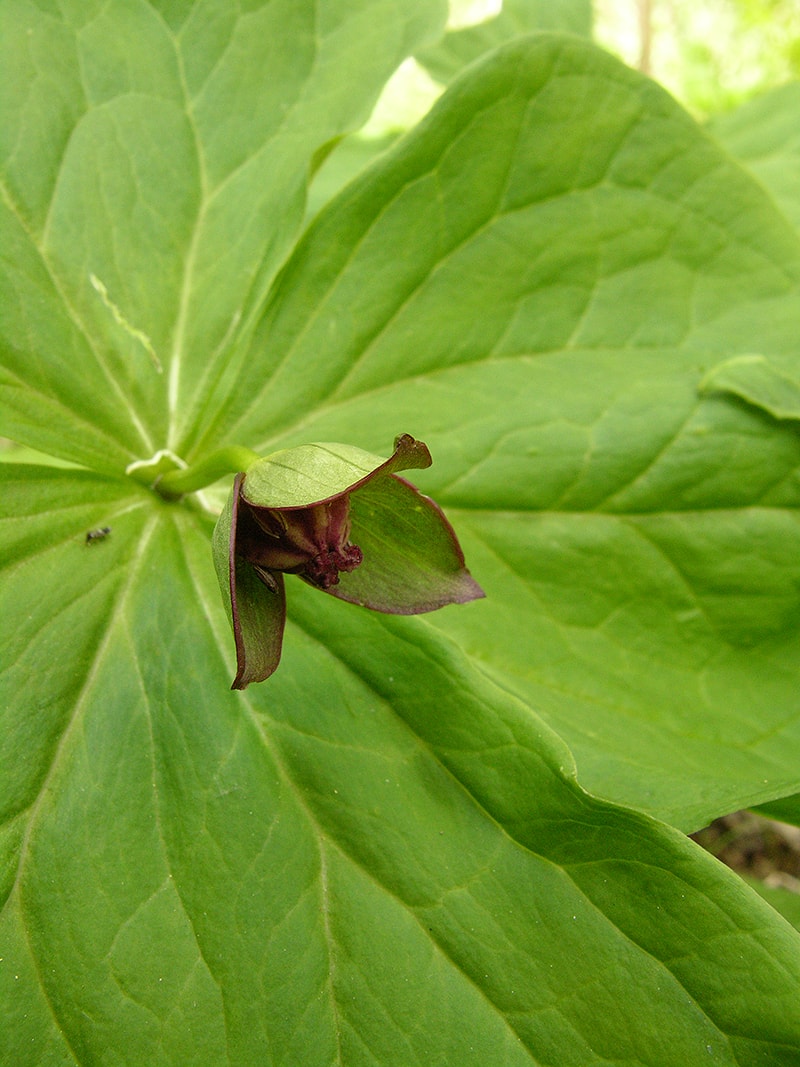 Image of Trillium smallii specimen.