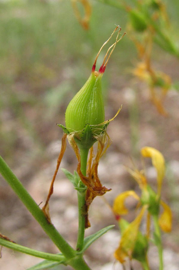 Image of Hypericum elongatum specimen.