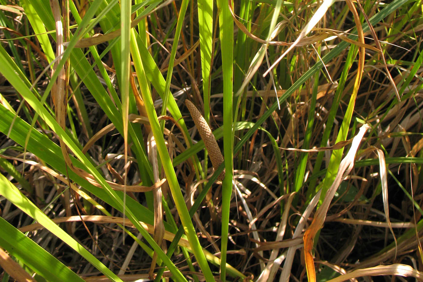 Image of Acorus calamus specimen.