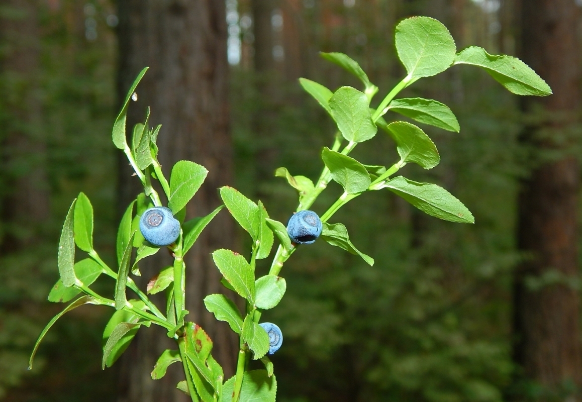 Image of Vaccinium myrtillus specimen.