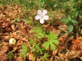 Geranium collinum. Цветущее и плодоносящее растение (на фоне опавших листьев и плодов Malus sieversii). Казахстан, Западный Тянь-Шань, Киргизский хр., ущ. Кара-Арча, ≈ 1030 м н.у.м., на берегу ручья. 21 сентября 2018 г.