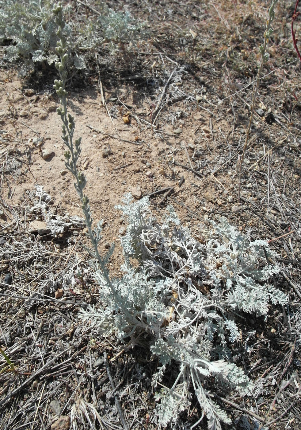 Image of Artemisia schrenkiana specimen.