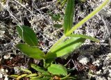 Arnica iljinii