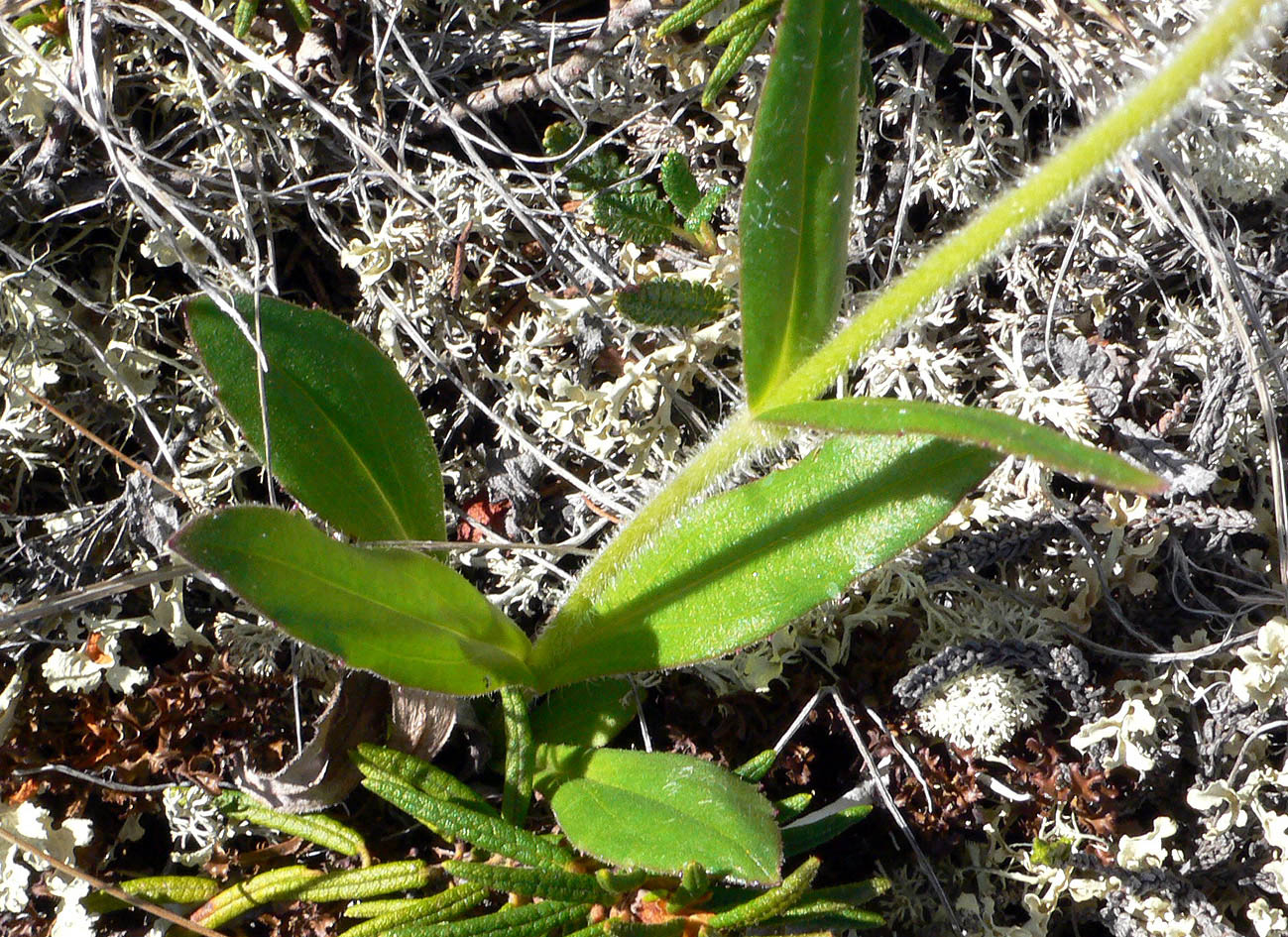 Image of Arnica iljinii specimen.