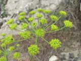 Zosima absinthifolia. Соцветие с кормящимися насекомыми. Дагестан, Кумторкалинский р-н, склон горы. 06.05.2018.