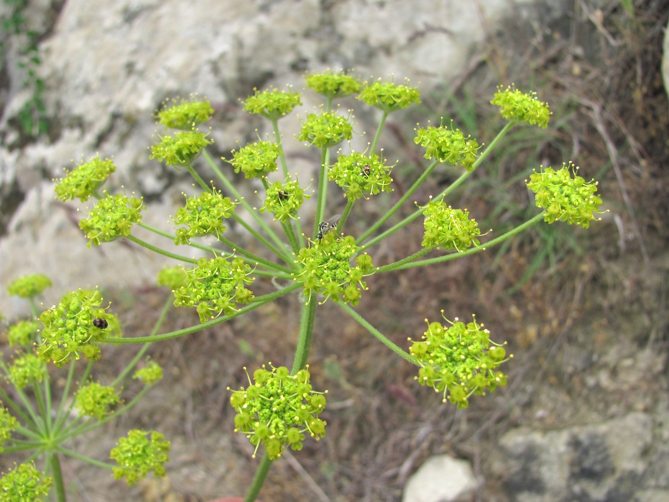 Image of Zosima absinthifolia specimen.