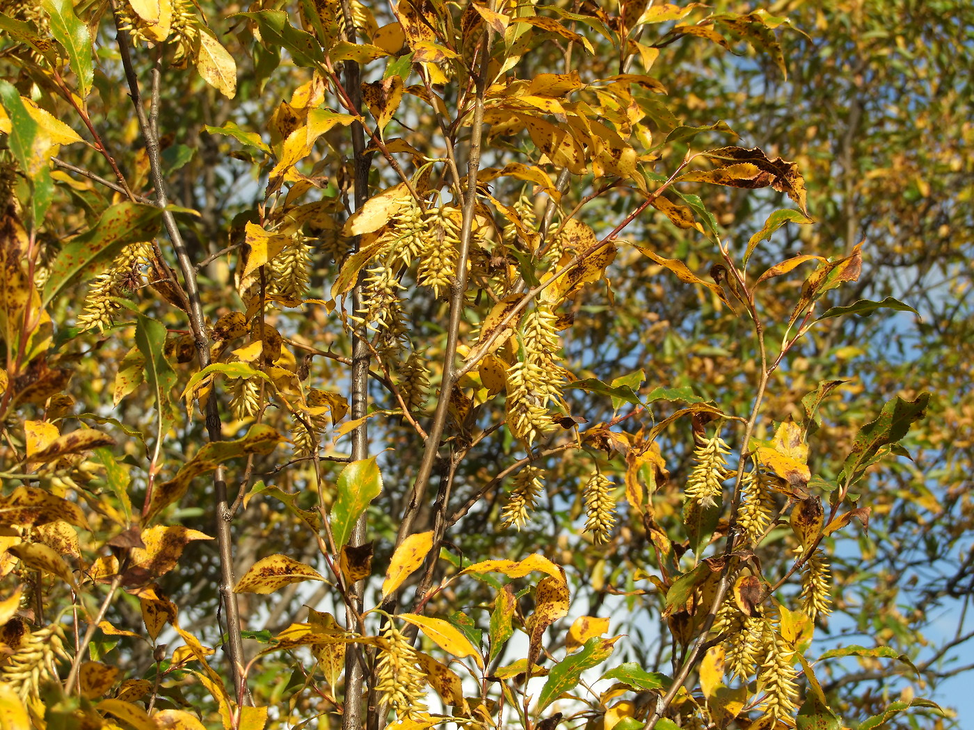 Image of Salix pseudopentandra specimen.