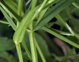Stellaria graminea. Побеги с отходящими листьями. Видны реснички в основании листа. Новосибирск. 09.06.2010.