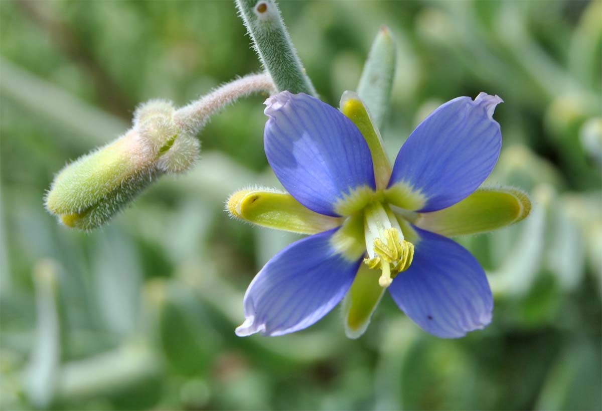 Изображение особи Heliophila cinerea.