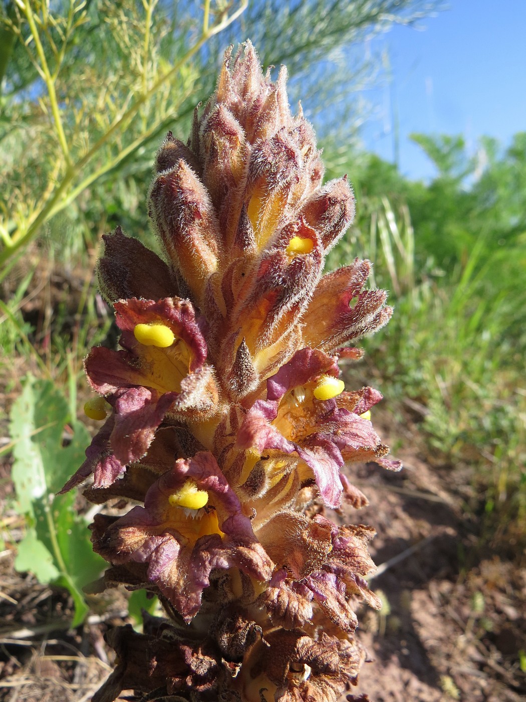 Image of Orobanche gigantea specimen.