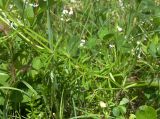 Galium pseudorivale