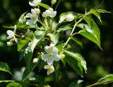 род Malus. Верхушка цветущей веточки с вегетативным побегом. Казахстан, Восточно-Казахстанская обл., г. Усть-Каменогорск, восточные окр., Лесхоз, склон сопки вблизи оврага. 22.05.2018.