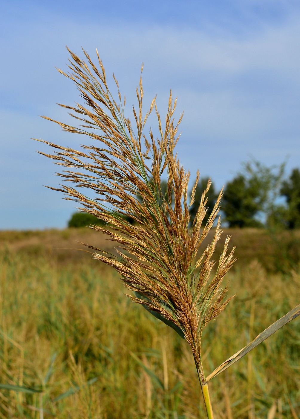 Image of Phragmites altissimus specimen.