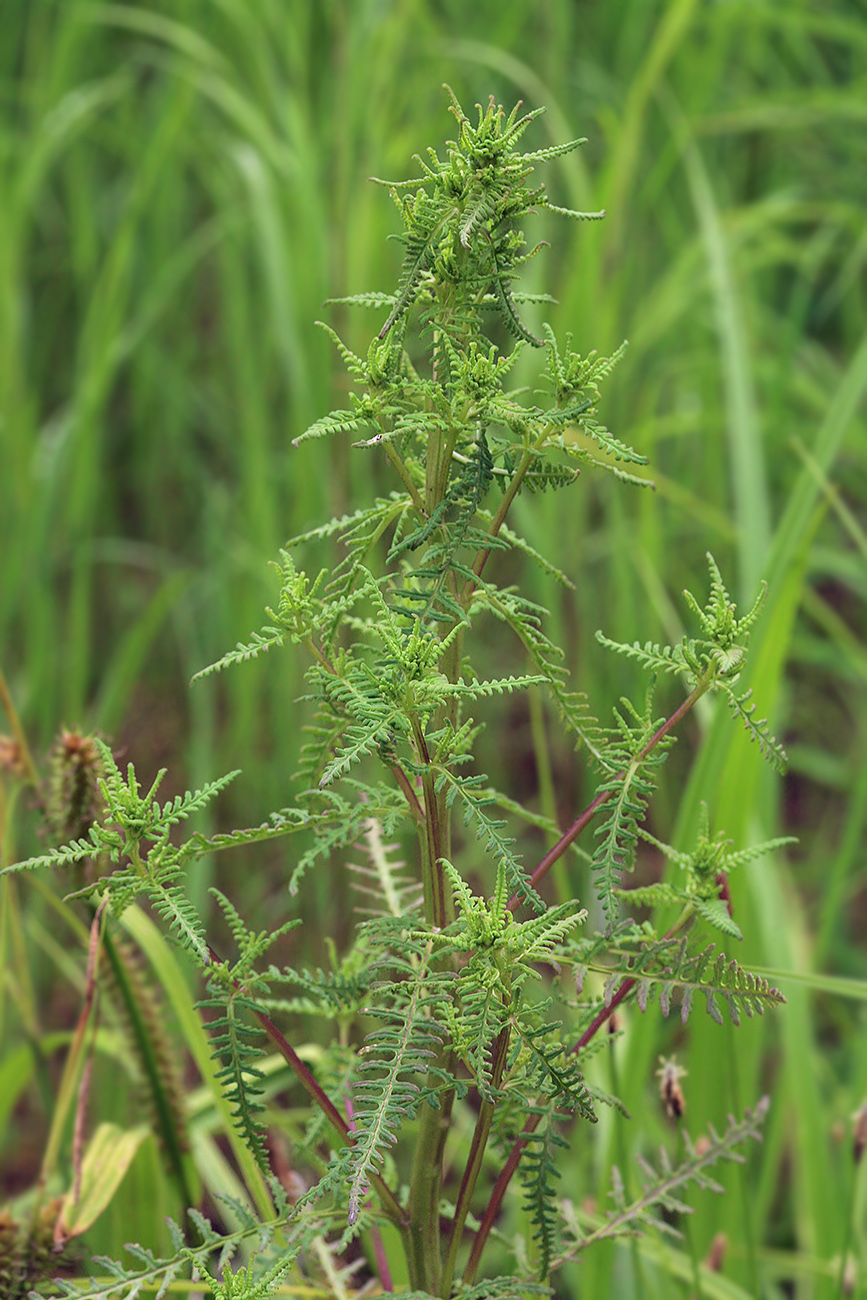 Изображение особи Pedicularis karoi.