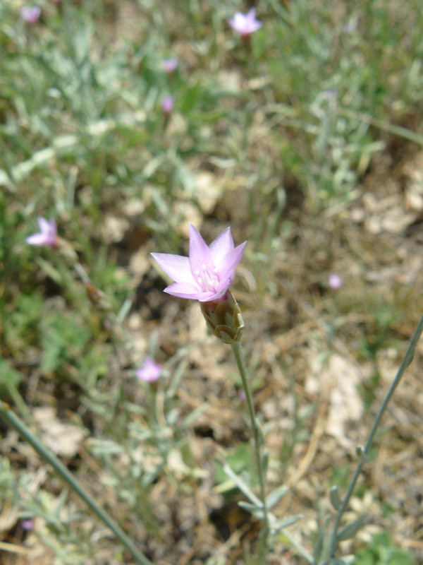 Изображение особи Xeranthemum cylindraceum.