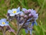 Myosotis alpestris. Соцветие (вид сбоку). Украина, Закарпатская обл., Раховский р-н, хр. Свидовец, ≈ 1800 м н.у.м., альпийский луг. 2 июля 2010 г.