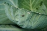 Brassica oleracea разновидность capitata. Край листа с нимфой клопа Eurydema. Казахстан, Восточно-Казахстанская обл., Уланский р-н, с. Украинка, дачный участок. 14.07.2011.