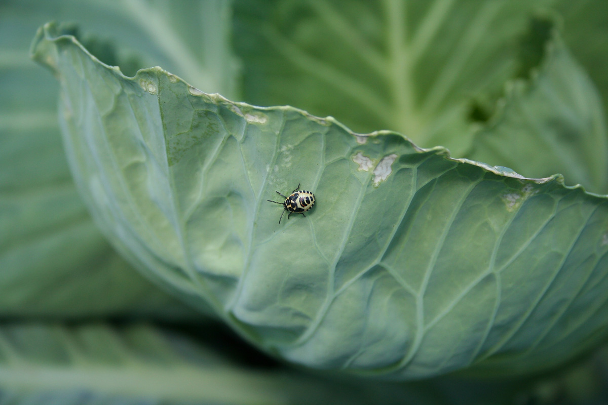 Изображение особи Brassica oleracea var. capitata.