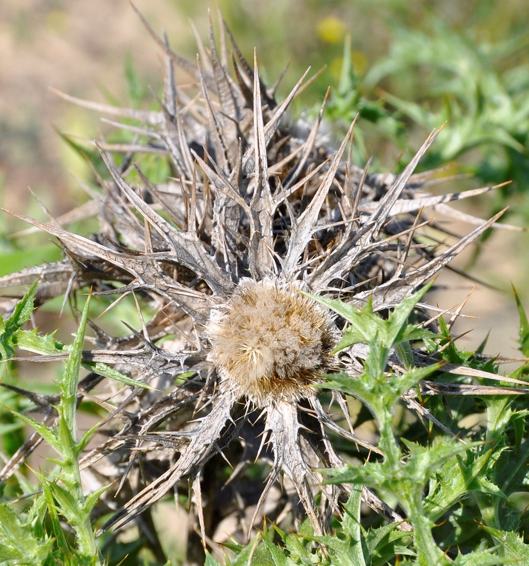 Image of Carlina libanotica specimen.